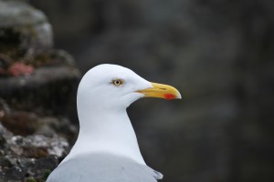 Mouette